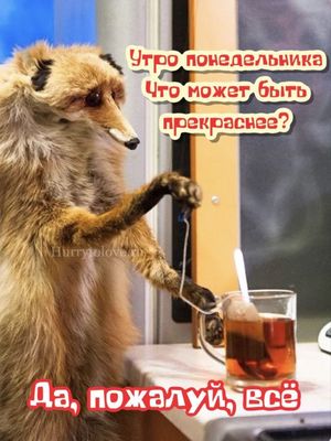 Открытка «С добрым утром»: Утро понедельника: да, пожалуй, всё!. Тэги: животное, пожелание, позитивная, юмор, приколь…