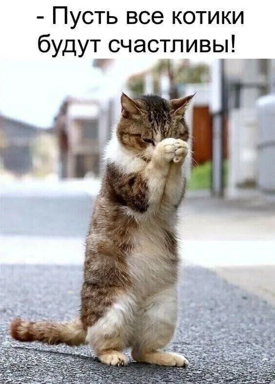 Открытка «С добрым утром»: С добрым утром: пусть котики будут счастливы!. Тэги: кот, животное, пожелание, позитивная…