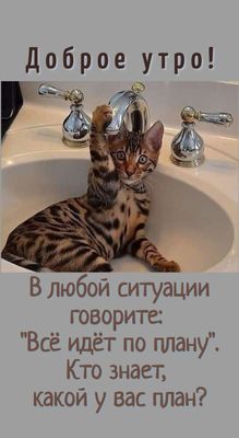 Открытка «С добрым утром»: Доброе утро: всё идёт по плану, даже у кота!. Тэги: кот, животное, пожелание, позитивная…