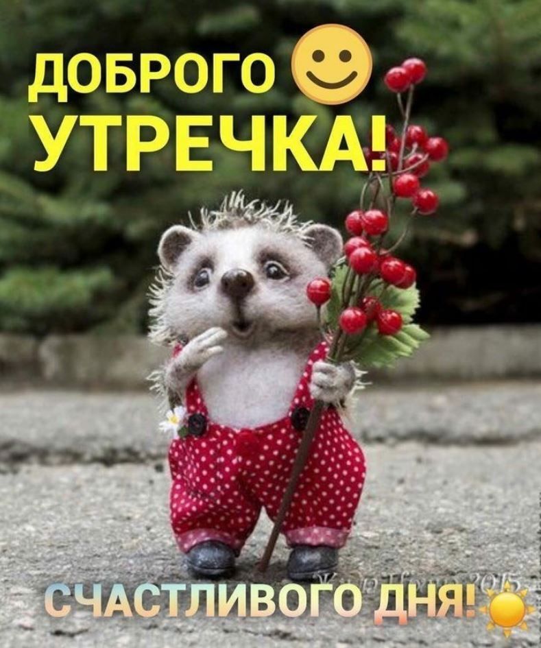 Открытка «С добрым утром»: Доброе утречко от милого ежика с ягодами. Тэги: животное, пожелание, позитивная, хорошего…