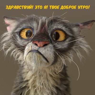 Открытка «С добрым утром»: Здравствуй! Твое доброе утро от пушистого друга. Тэги: кот, животное, пожелание, позитивная…