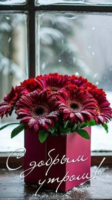 Открытка «С добрым утром»: С добрым утром! Яркие герберы в зимний день. Тэги: пожелание, позитивная, утро, красивая…