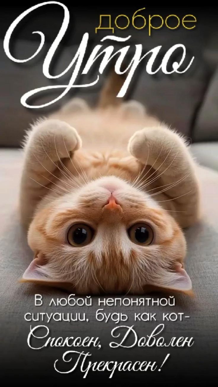 Открытка «С добрым утром»: Доброе утро! Будь как кот – спокоен, доволен, прекрасен!. Тэги: кот, пожелание, позитивная…