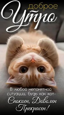 Открытка «С добрым утром»: Доброе утро! Будь как кот – спокоен, доволен, прекрасен!. Тэги: кот, пожелание, позитивная…