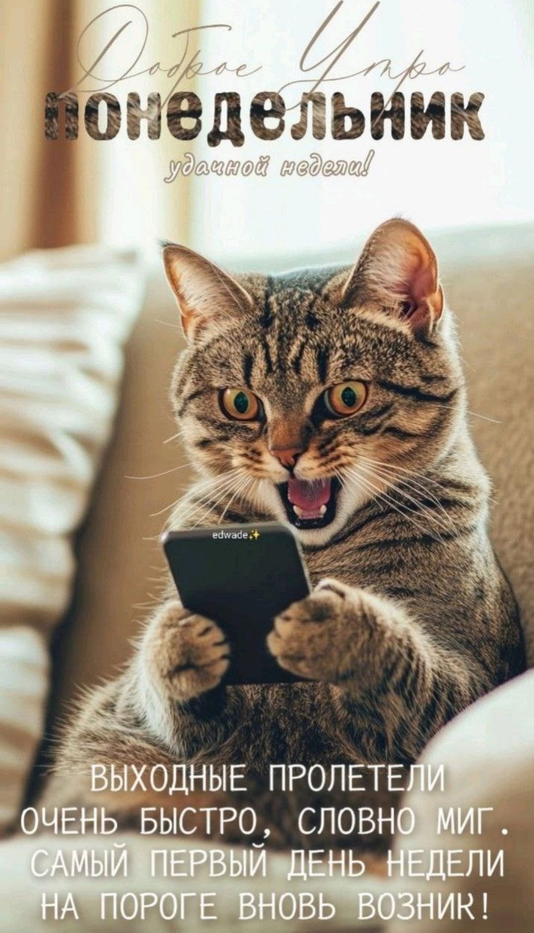 Открытка «С добрым утром»: Доброе утро, понедельник! Удивленный кот и удачной недели. Тэги: кот, животное, пожелание…