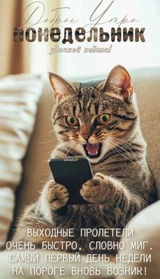 Открытка «С добрым утром»: Доброе утро, понедельник! Удивленный кот и удачной недели. Тэги: кот, животное, пожелание…
