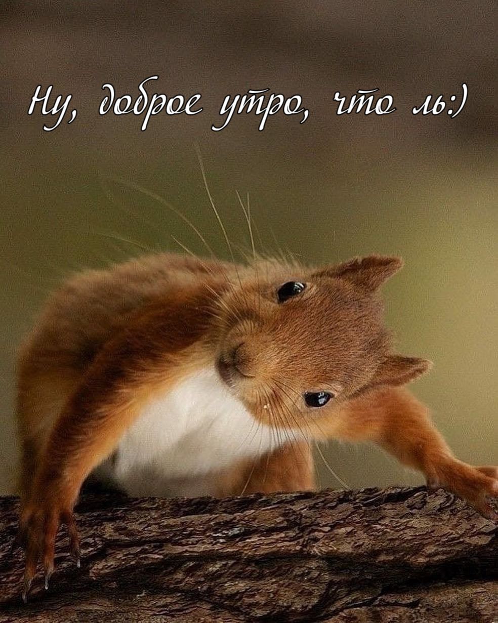 Открытка «С добрым утром»: С добрым утром, что ль? Забавная белочка!. Тэги: животное, пожелание, позитивная, отличное…