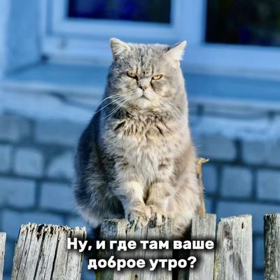 Открытка «С добрым утром»: С добрым утром: кот задает вопрос. Тэги: кот, животное, пожелание, позитивная, юмор…