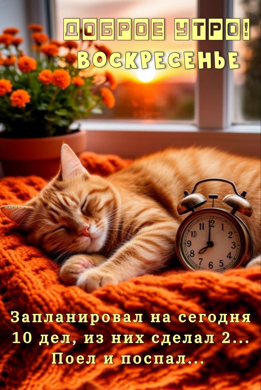 Открытка «С добрым утром»: Воскресный план кота: поесть и поспать!. Тэги: кот, животное, пожелание, позитивная…