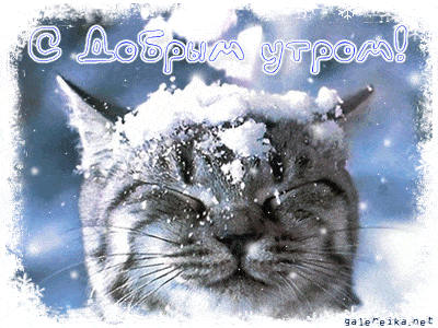 Открытка «С добрым утром»: С добрым утром! Милый кот в снежной шапке. Тэги: кот, животное, позитивная, утро, красивая…