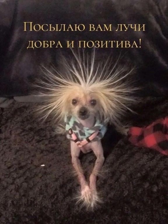 Открытка «С добрым утром»: С добрым утром! Заряд добра и позитива. Тэги: животное, пожелание, позитивная, юмор…