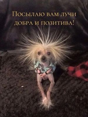 Открытка «С добрым утром»: С добрым утром! Заряд добра и позитива. Тэги: животное, пожелание, позитивная, юмор…