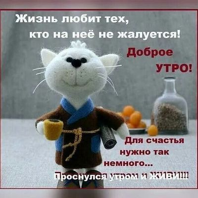 Открытка «С добрым утром»: Жизнь любит тех, кто не жалуется! Доброе утро!. Тэги: кот, животное, пожелание, позитивная…