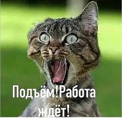 Открытка «С добрым утром»: С добрым утром! Работа ждёт, пора вставать!. Тэги: кот, животное, пожелание, позитивная…