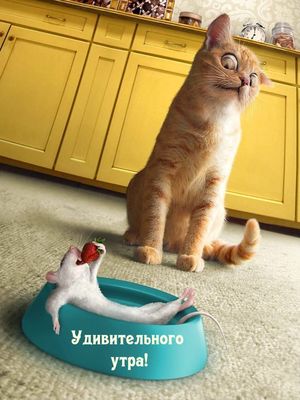 Открытка «С добрым утром»: Удивительное утро: кот, мышь и клубника. Тэги: кот, животное, пожелание, позитивная…