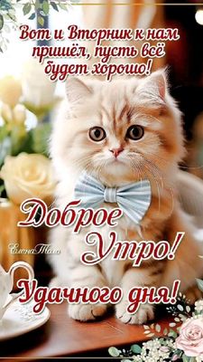 Открытка «С добрым утром»: Доброе утро вторника с пушистым котенком. Тэги: кот, пожелание, позитивная, хорошего дня…