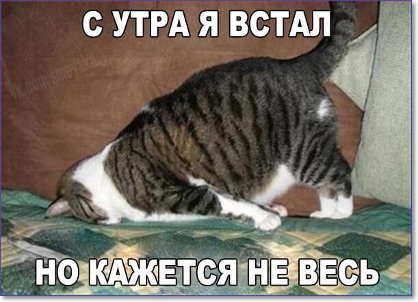 Открытка «С добрым утром»: С добрым утром! Кот проснулся, но не весь. Тэги: кот, животное, пожелание, позитивная…