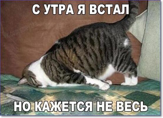 Открытка «С добрым утром»: С добрым утром! Кот проснулся, но не весь. Тэги: кот, животное, пожелание, позитивная…