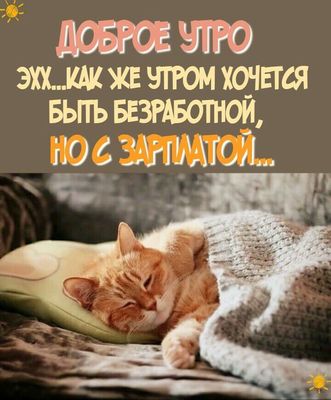 Открытка «С добрым утром»: Идеальное доброе утро: без работы, но с зарплатой!. Тэги: кот, животное, пожелание, позити…