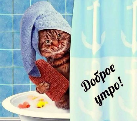 Открытка «С добрым утром»: Доброе утро от пушистого котика!. Тэги: кот, животное, пожелание, позитивная, хорошего дня…