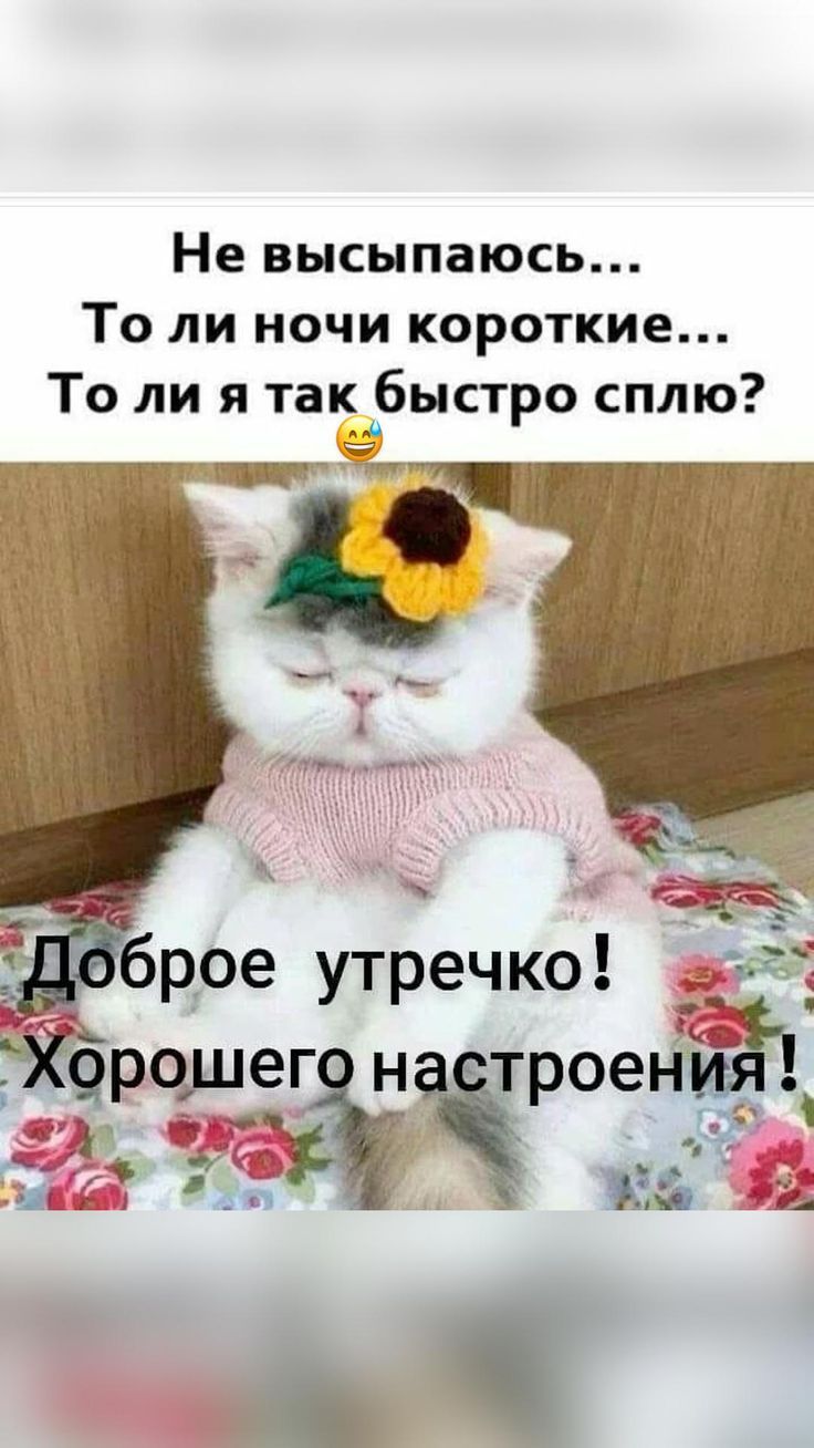 Открытка «С добрым утром»: Доброе утро! Невыспавшийся кот желает настроения. Тэги: кот, животное, пожелание, позитивн…