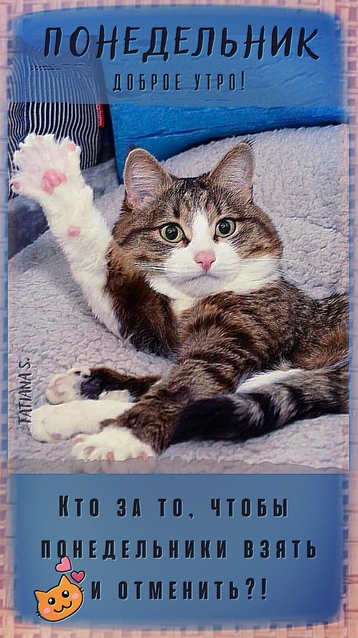 Открытка «С добрым утром»: Доброе утро понедельника: Кот голосует за отмену!. Тэги: кот, животное, пожелание, позитив…