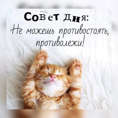 Открытка «С добрым утром»: С добрым утром: мудрый совет от котика!. Тэги: кот, животное, пожелание, позитивная…