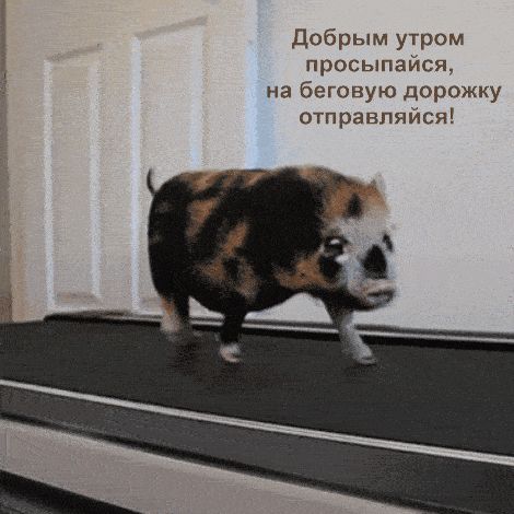 Открытка «С добрым утром»: С добрым утром: Заряд бодрости от поросенка!. Тэги: животное, пожелание, позитивная, юмор…