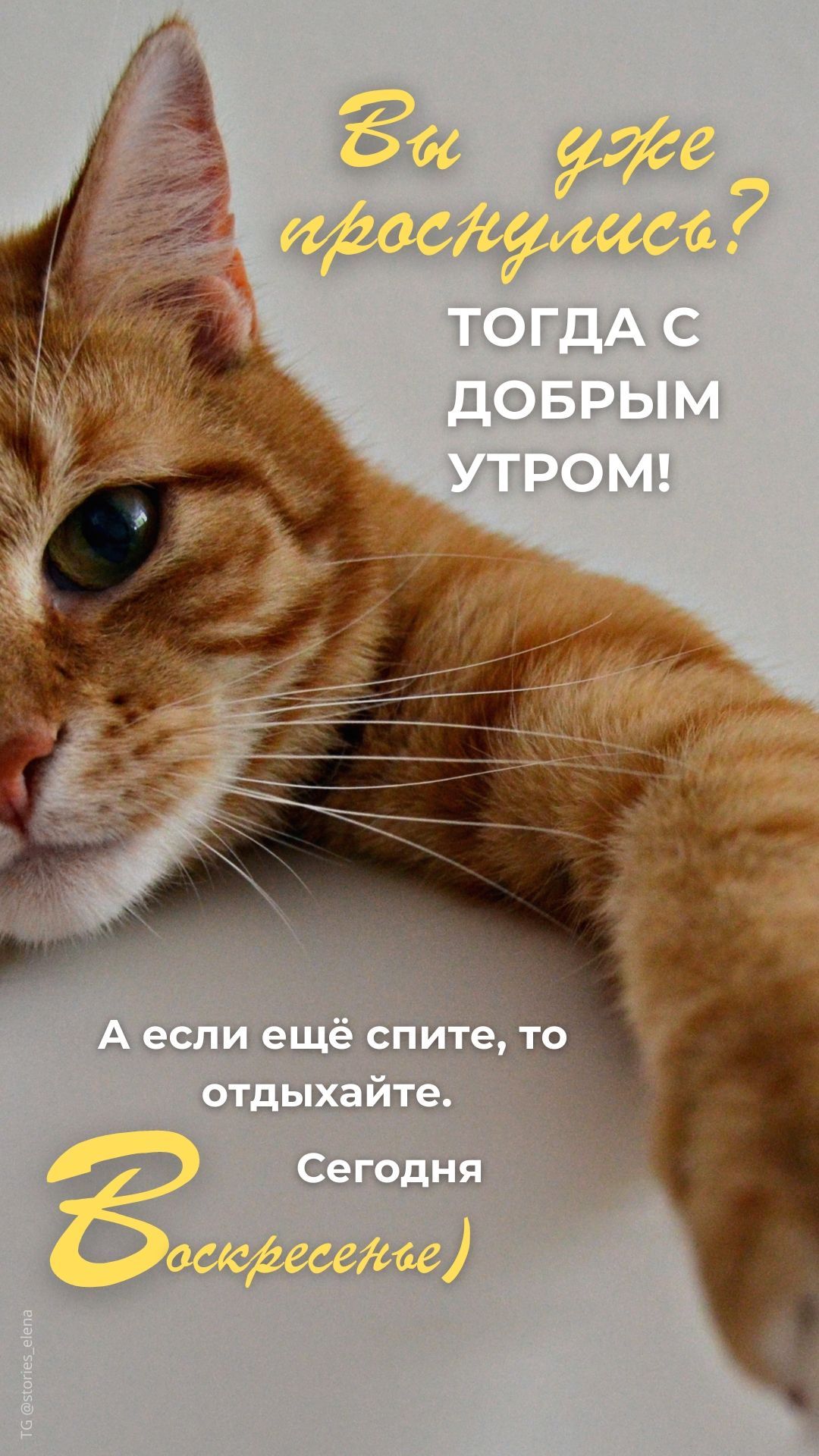 Открытка «С добрым утром»: С добрым утром! Рыжий кот и воскресный отдых. Тэги: кот, животное, пожелание, позитивная…