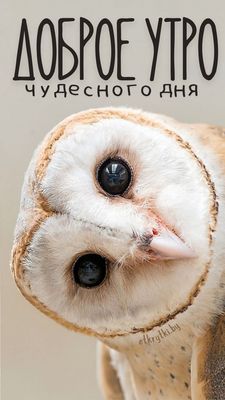 Открытка «С добрым утром»: Доброе утро: взгляд мудрой совы и чудесный день. Тэги: животное, пожелание, позитивная…