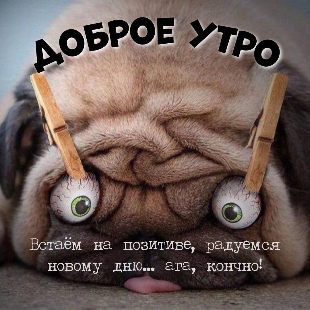 Открытка «С добрым утром»: Доброе утро: встаём на позитиве... ага, кончно!. Тэги: животное, пожелание, позитивная…