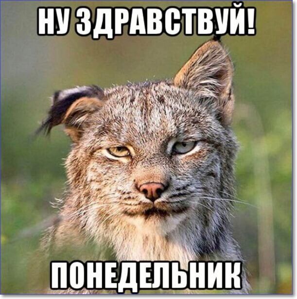 Открытка «С добрым утром»: Ну здравствуй, понедельник!. Тэги: кот, животное, пожелание, юмор, прикольная, смешная…