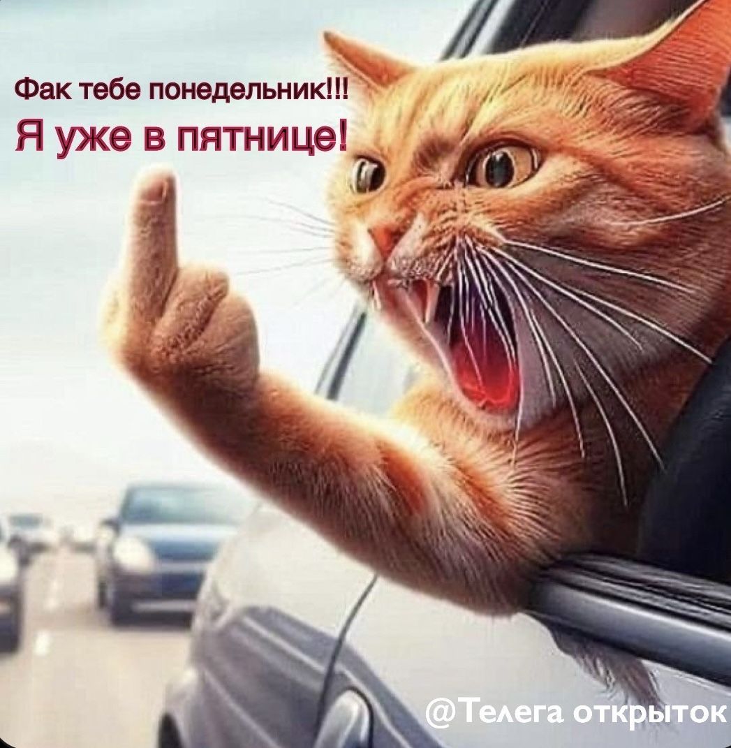 Открытка «С добрым утром»: С добрым утром! Кот уже в пятнице, понедельник!. Тэги: кот, животное, пожелание, позитивная…