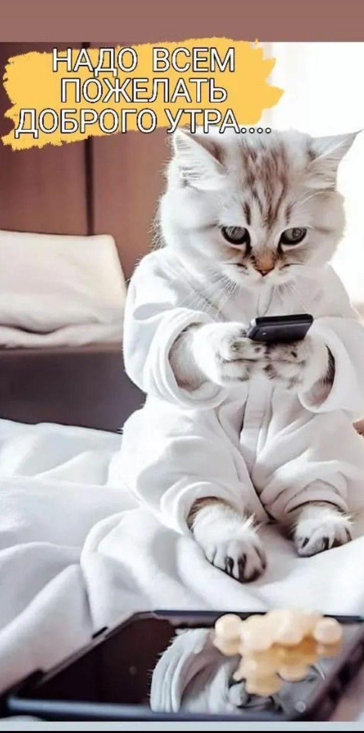 Открытка «С добрым утром»: Всем доброго утра от милого котика!. Тэги: кот, животное, пожелание, позитивная, отличное…
