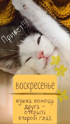 Открытка «С добрым утром»: Доброе воскресное утро с сонным котом. Тэги: кот, животное, пожелание, позитивная, хорошег…