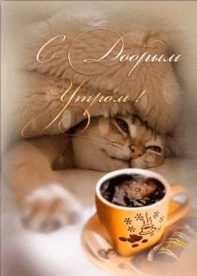 Открытка «С добрым утром»: С добрым утром: Пушистый кот и ароматный кофе. Тэги: кот, животное, пожелание, позитивная…