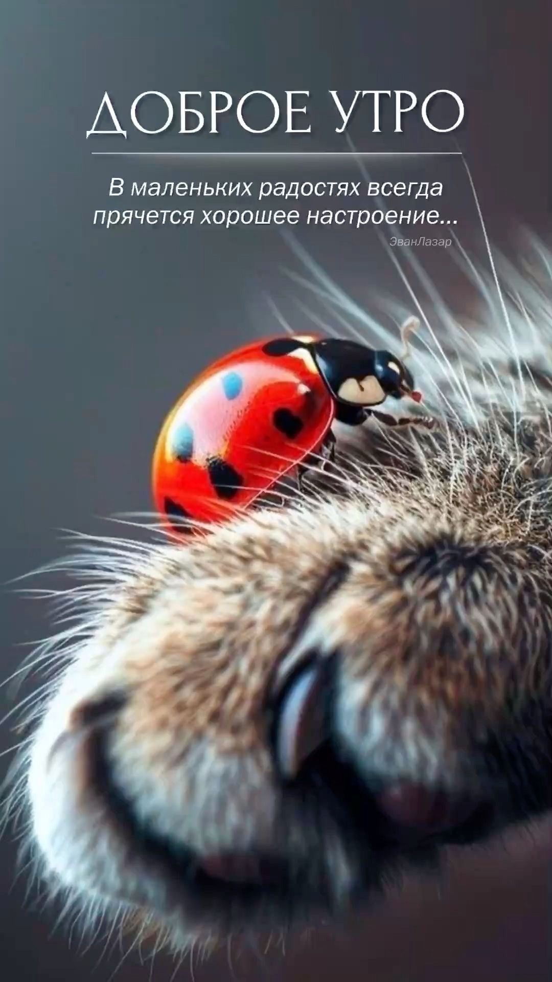 Открытка «С добрым утром»: Доброе утро: Маленькие радости для настроения. Тэги: кот, животное, пожелание, позитивная…