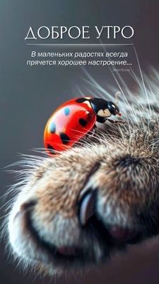 Открытка «С добрым утром»: Доброе утро: Маленькие радости для настроения. Тэги: кот, животное, пожелание, позитивная…