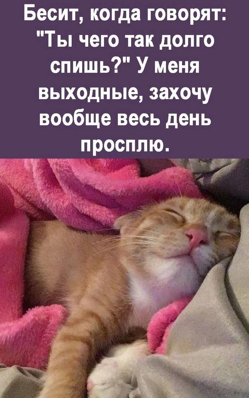 Открытка «С добрым утром»: Доброе утро: выходные, я сплю сколько хочу!. Тэги: хорошего дня, кот, животное, пожелание…