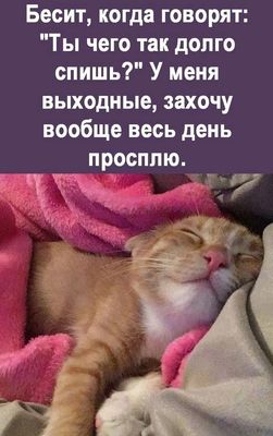 Открытка «С добрым утром»: Доброе утро: выходные, я сплю сколько хочу!. Тэги: хорошего дня, кот, животное, пожелание…