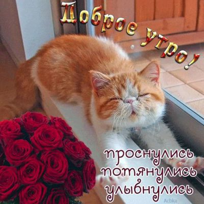 Открытка «С добрым утром»: Доброе утро! Проснись, потянись, улыбнись с котом!. Тэги: кот, животное, пожелание, позити…