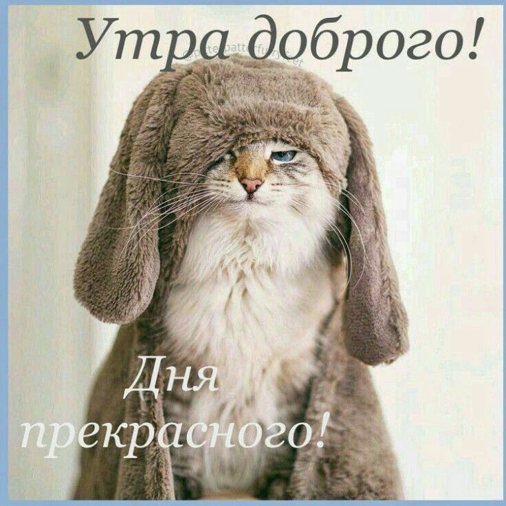 Открытка «С добрым утром»: Милый котик желает доброго утра и прекрасного дня. Тэги: хорошего дня, кот, животное…