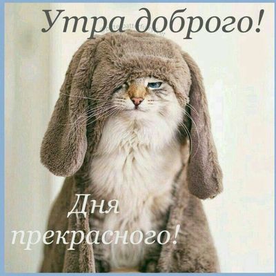 Открытка «С добрым утром»: Милый котик желает доброго утра и прекрасного дня. Тэги: хорошего дня, кот, животное…