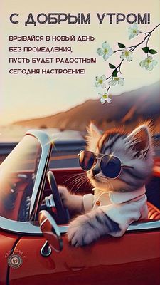 Открытка «С добрым утром»: Кот-путешественник: С добрым утром и отличным днем!. Тэги: хорошего дня, кот, животное…