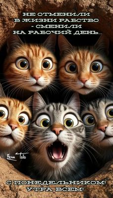 Открытка «С добрым утром»: Утро понедельника: коты в шоке от рабочего дня!. Тэги: кот, животное, пожелание, юмор…