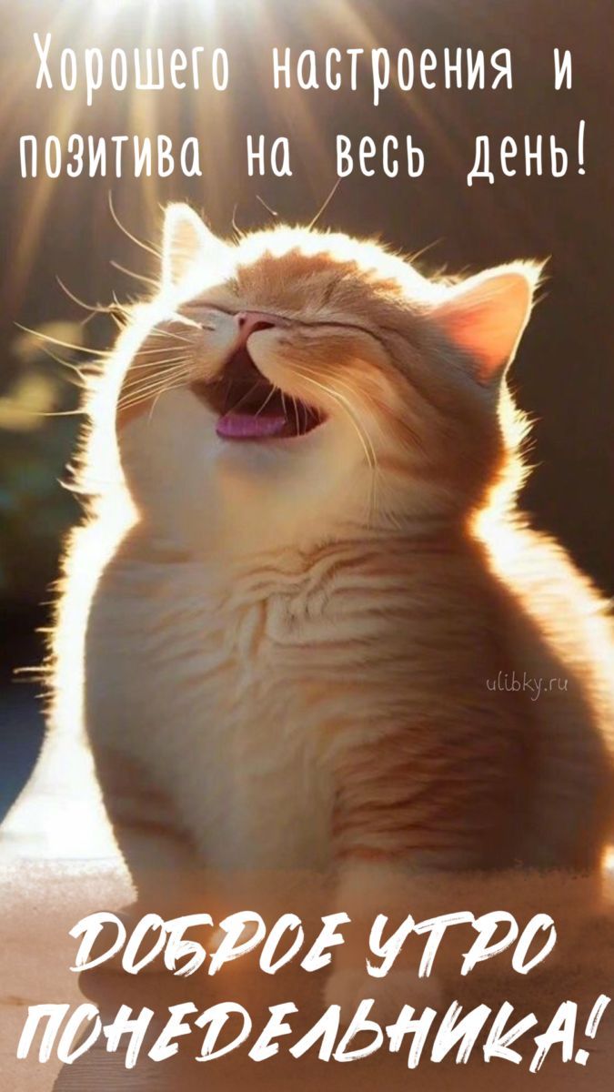 Открытка «С добрым утром»: Понедельник с улыбкой: доброе утро и позитив!. Тэги: хорошего дня, кот, животное, пожелание…