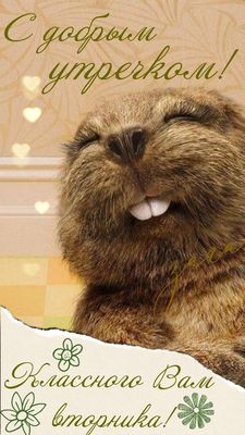 Открытка «С добрым утром»: Веселый сурок желает доброго утра и классного вторника. Тэги: хорошего дня, животное…