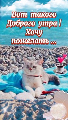 Открытка «С добрым утром»: Нежное летнее утро с котом у моря. Тэги: кот, пожелание, позитивная, отличное настроение…