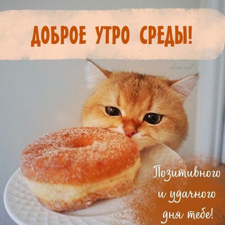 Открытка «С добрым утром»: Доброе утро среды с милым котиком и пончиком. Тэги: С добрым утром в среду, С добрым утром…