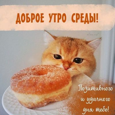 Открытка «С добрым утром»: Доброе утро среды с милым котиком и пончиком. Тэги: С добрым утром в среду, С добрым утром…
